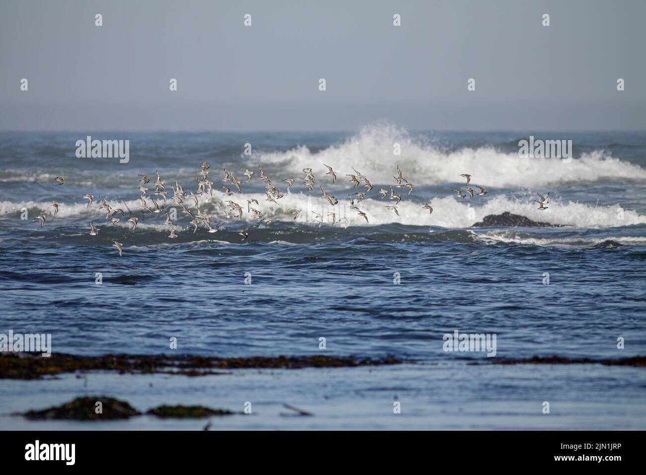 Flock of sanderlings in flight over northern portuguese rocky coast