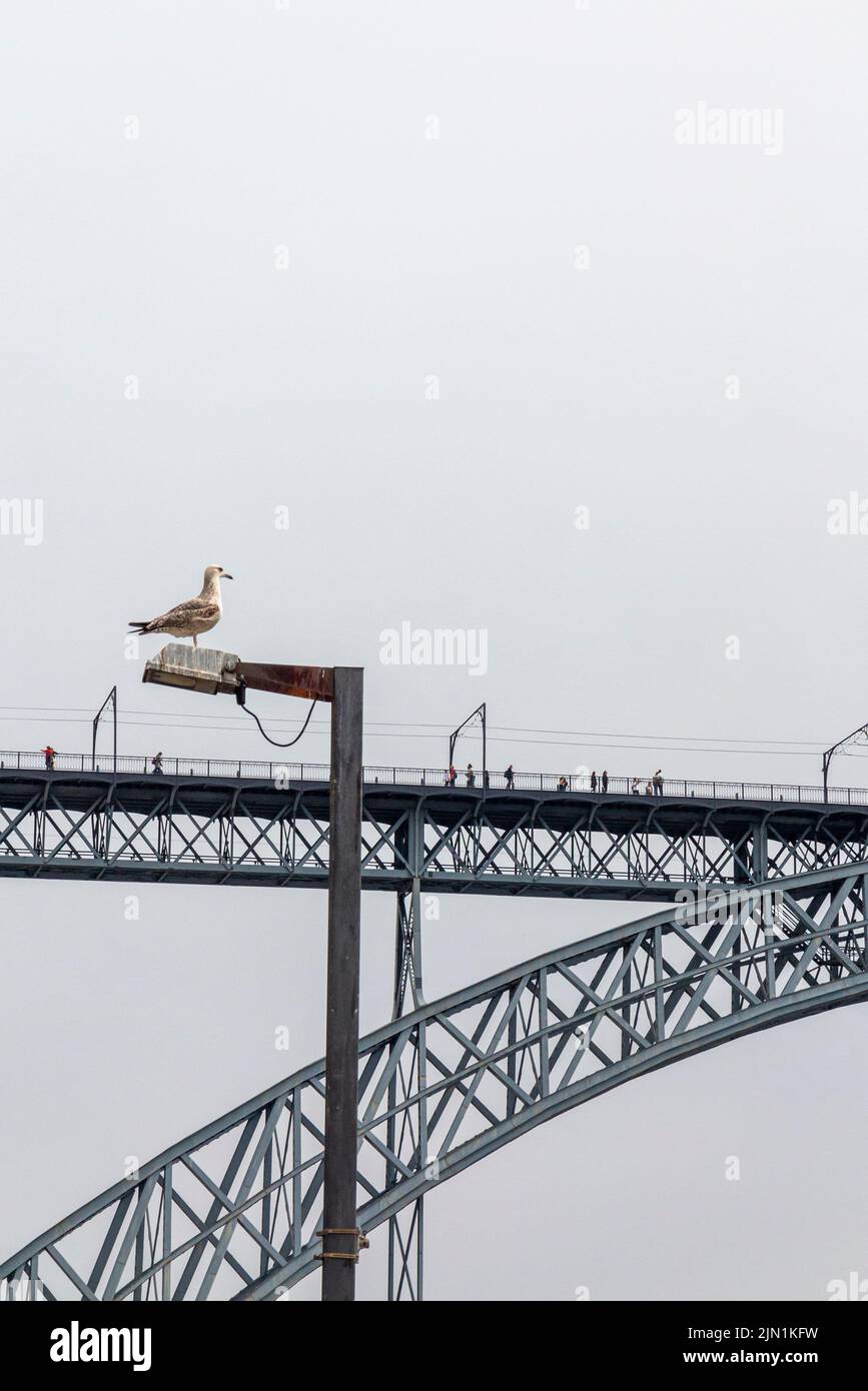 Seagull on lamp post near Pont Luiz 1 bridge over the River Douro Porto Portugal which was designed by Theophile Seyrig a partner of Gustave Eiffel Stock Photo