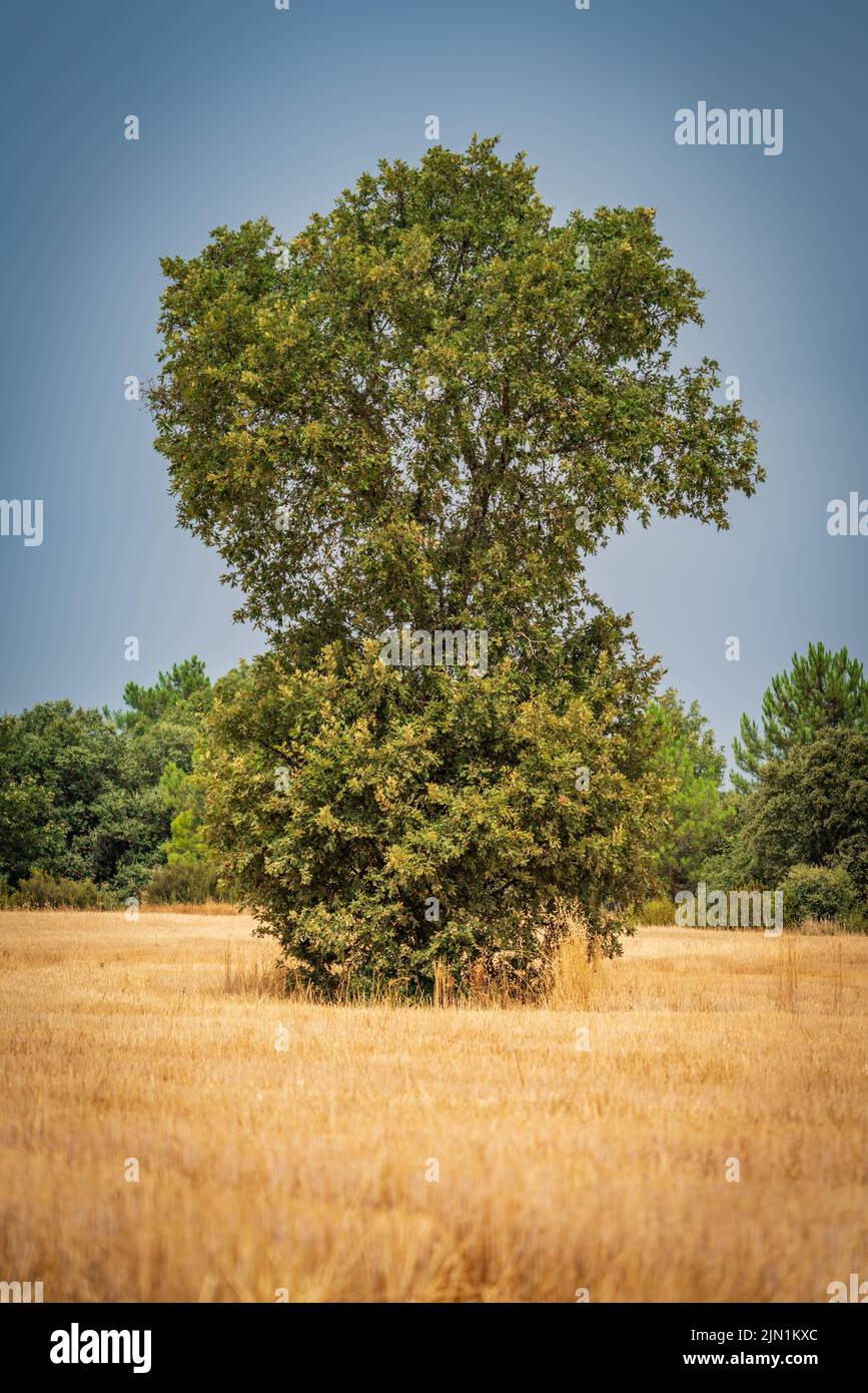 Isolated oak tree in the middle of the wheat crop Stock Photo - Alamy