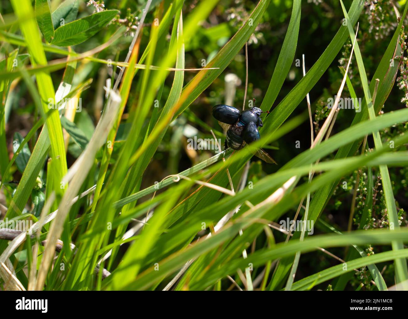 close up of a Dumbledor beetle (Trypocopris vernalis, Geotrupes stercorarius) taking off in to flight Stock Photo