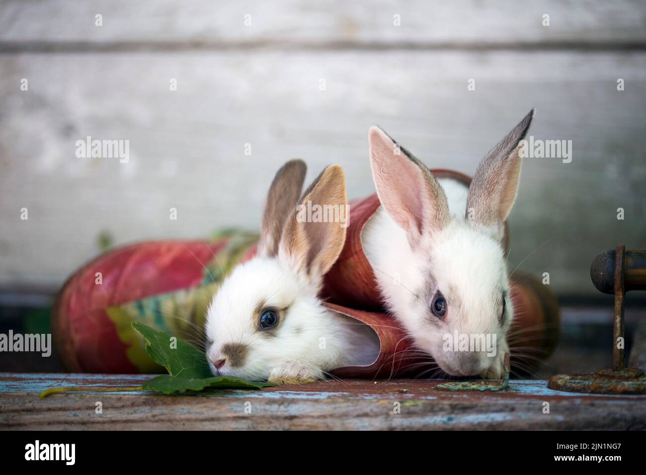 Bunny boots hi-res stock photography and images - Alamy