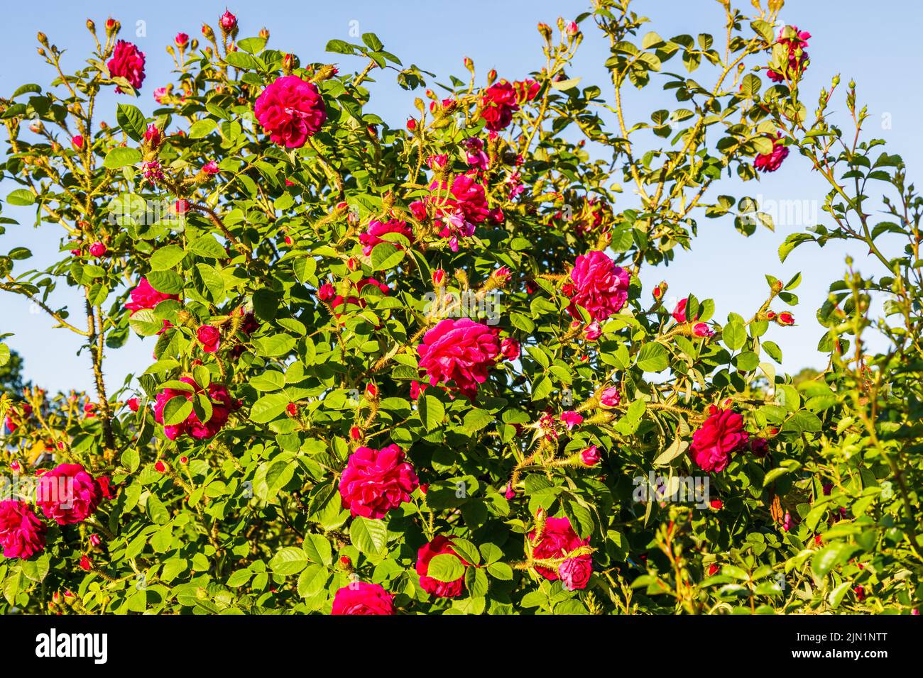 Pink Rosa flowers bloom in the summer garden Stock Photo