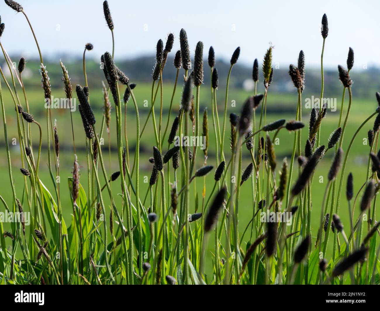 Grasses seeds close up hi-res stock photography and images - Alamy
