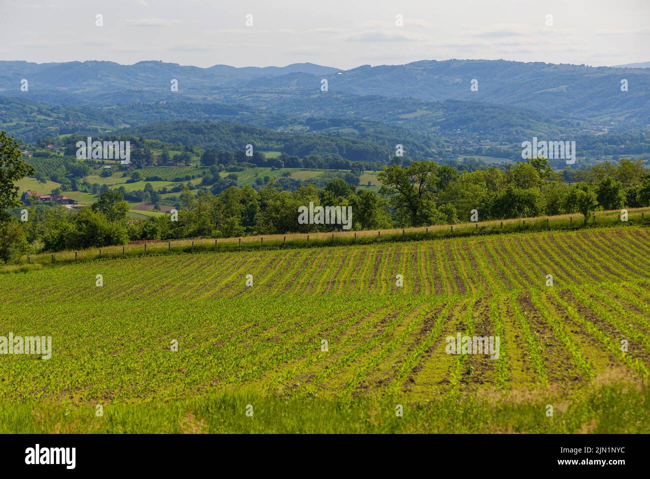 Green Crops at Slope Field in Central Serbia Spring Stock Photo