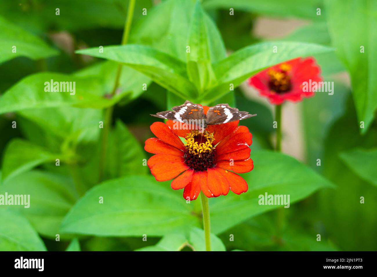 butterfly collecting pollen on a flower Stock Photo Alamy