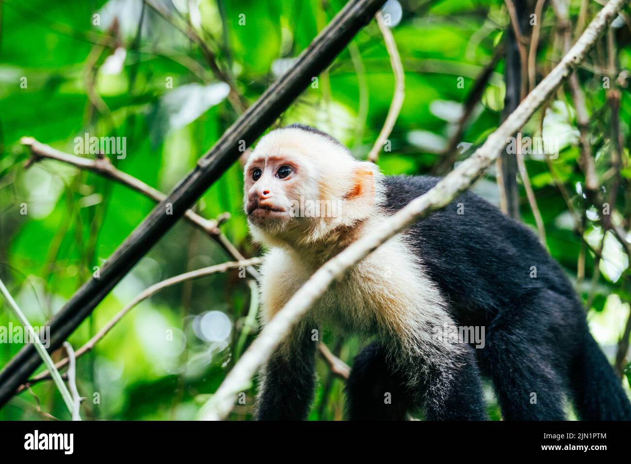 White face hi-res stock photography and images - Alamy