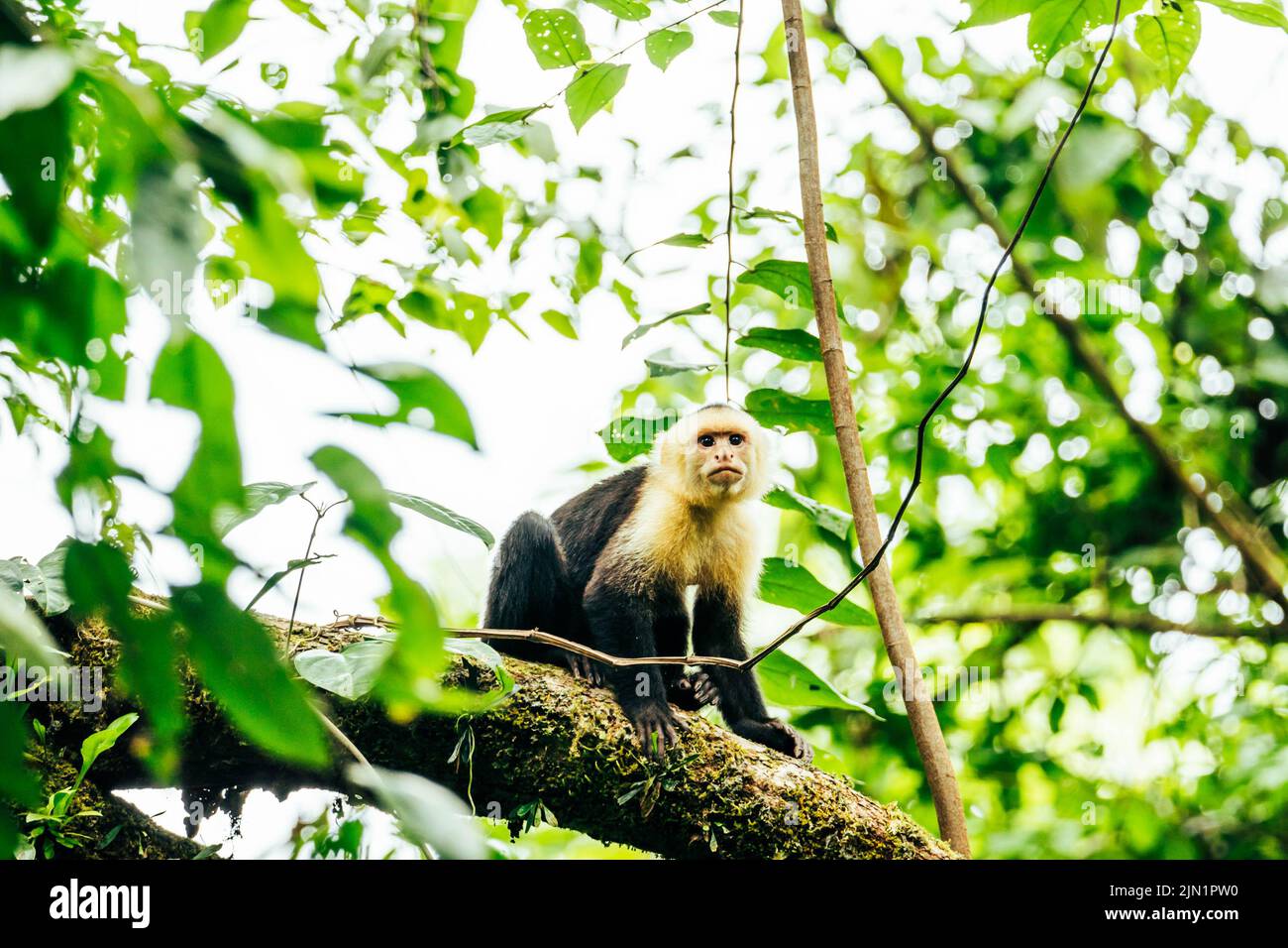 Monkey looking at camera hi-res stock photography and images - Alamy