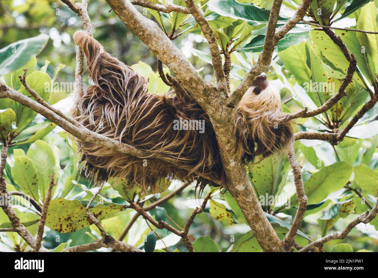 sloth sleeping on a tree branch Stock Photo