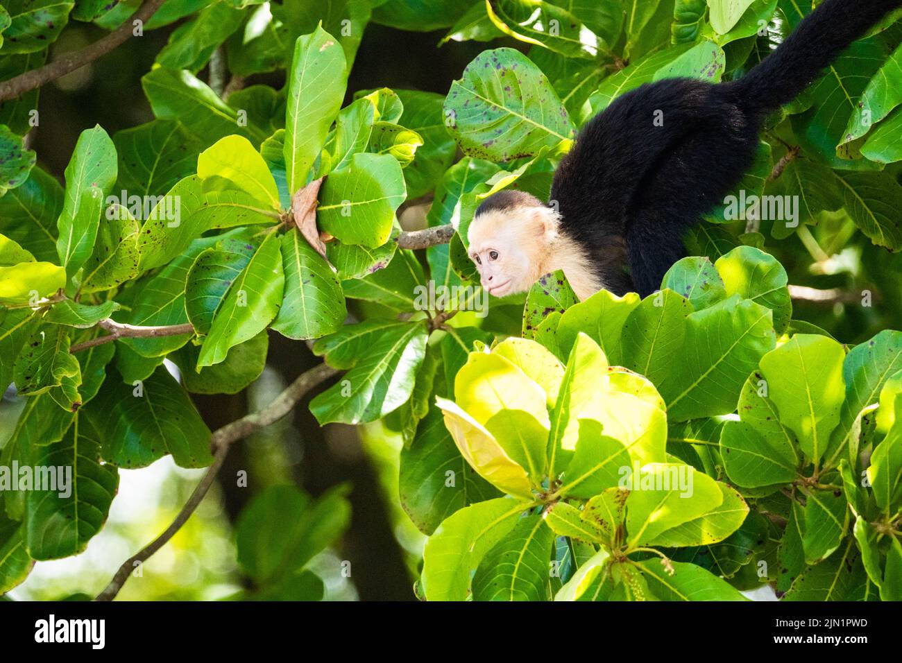 Monkey looking at camera hi-res stock photography and images - Alamy
