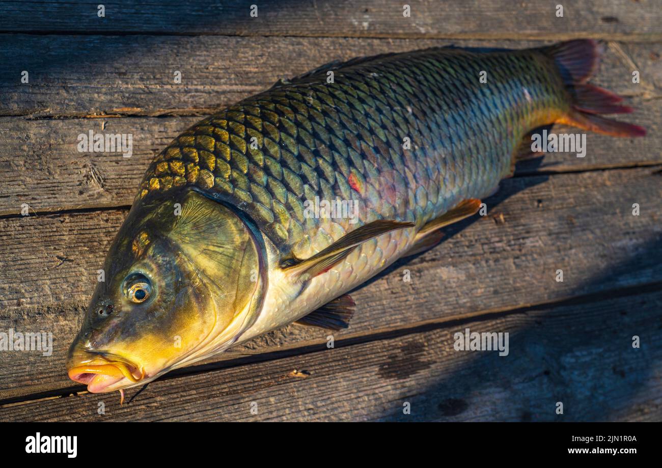 beautiful big carp. Angling. Carp fishing. Fishing adventures, carp fishing. Mirror carp (Cyprinus carpio),. Angler trophy. Sunset Live fresh just cau Stock Photo