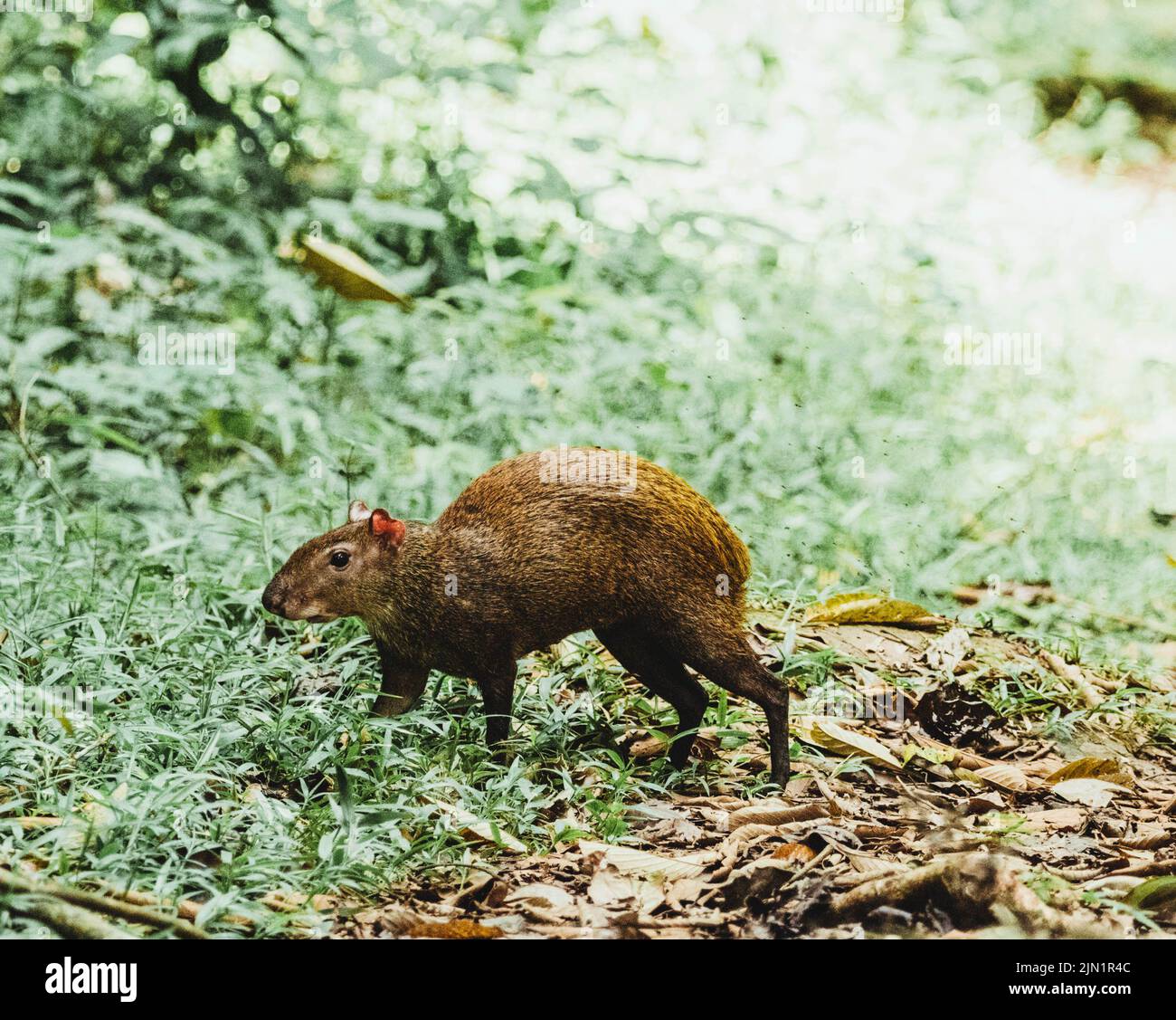 capybara walking through the jungle of Costa Rica Stock Photo