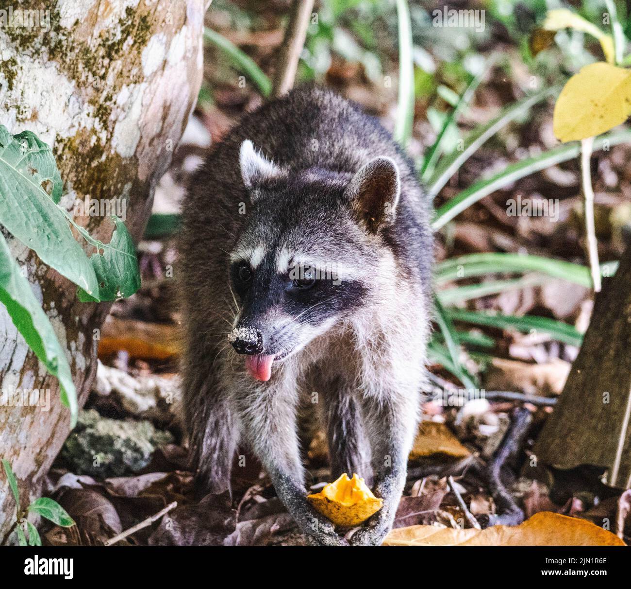 raccoon eating in the jungle of Costa Rica Stock Photo