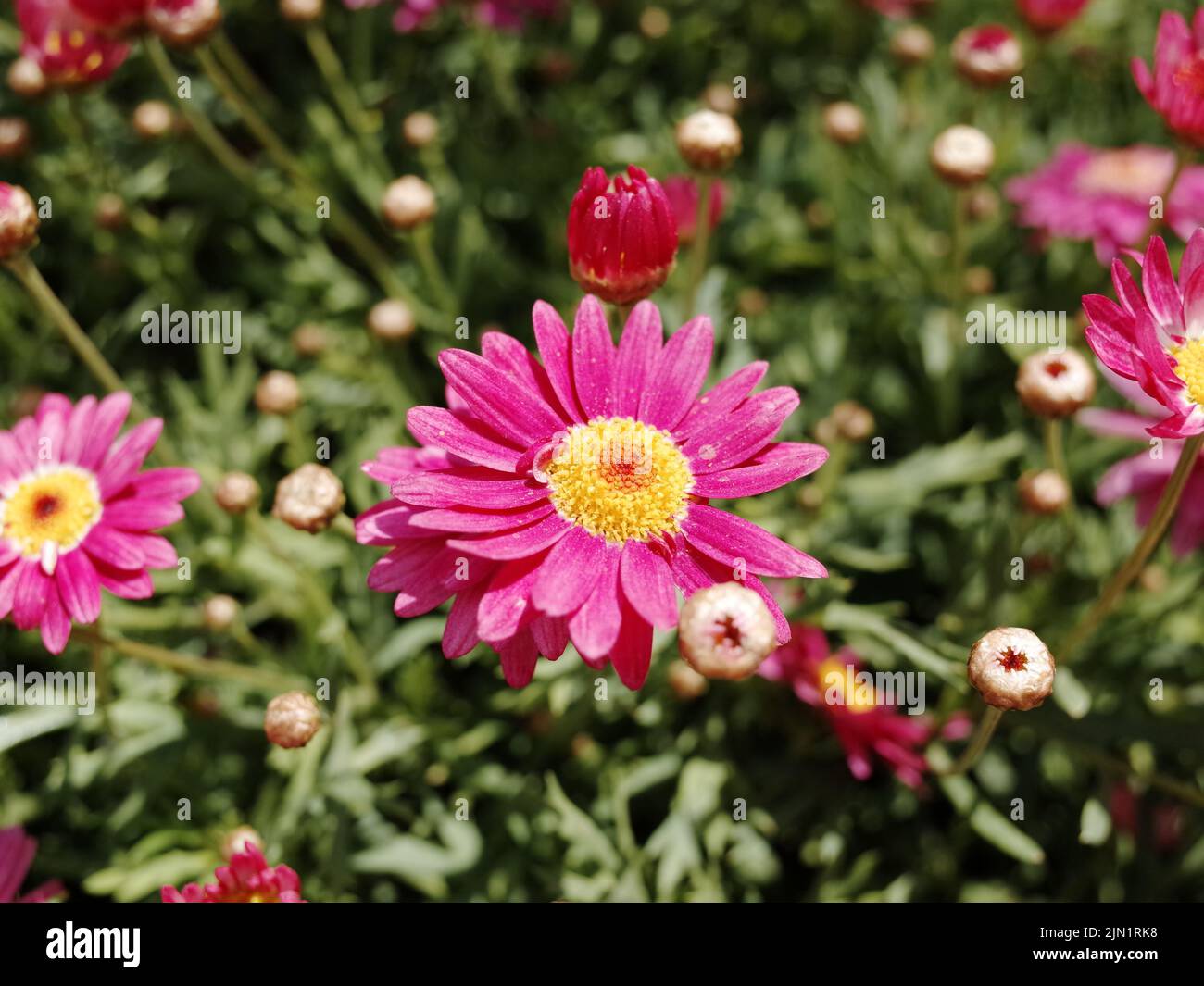 A closeup of blooming pink Pyrethrum flowers isolated in green nature background Stock Photo