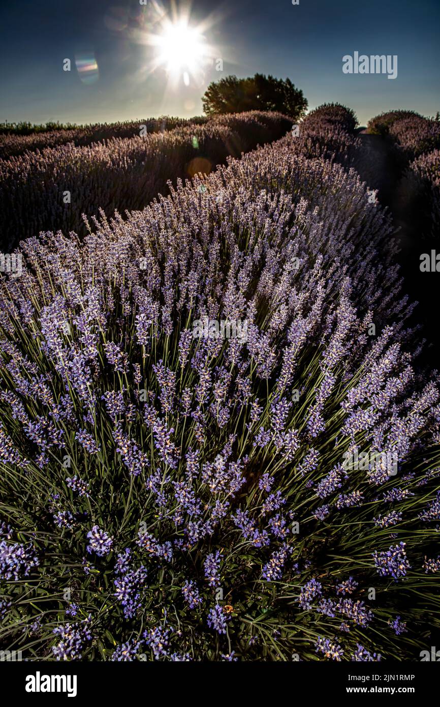 Harvest Hosts Washington's State Lavender farming Stock Photo Alamy