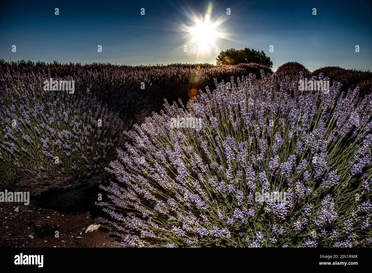 Harvest Hosts Washington's State Lavender farming Stock Photo