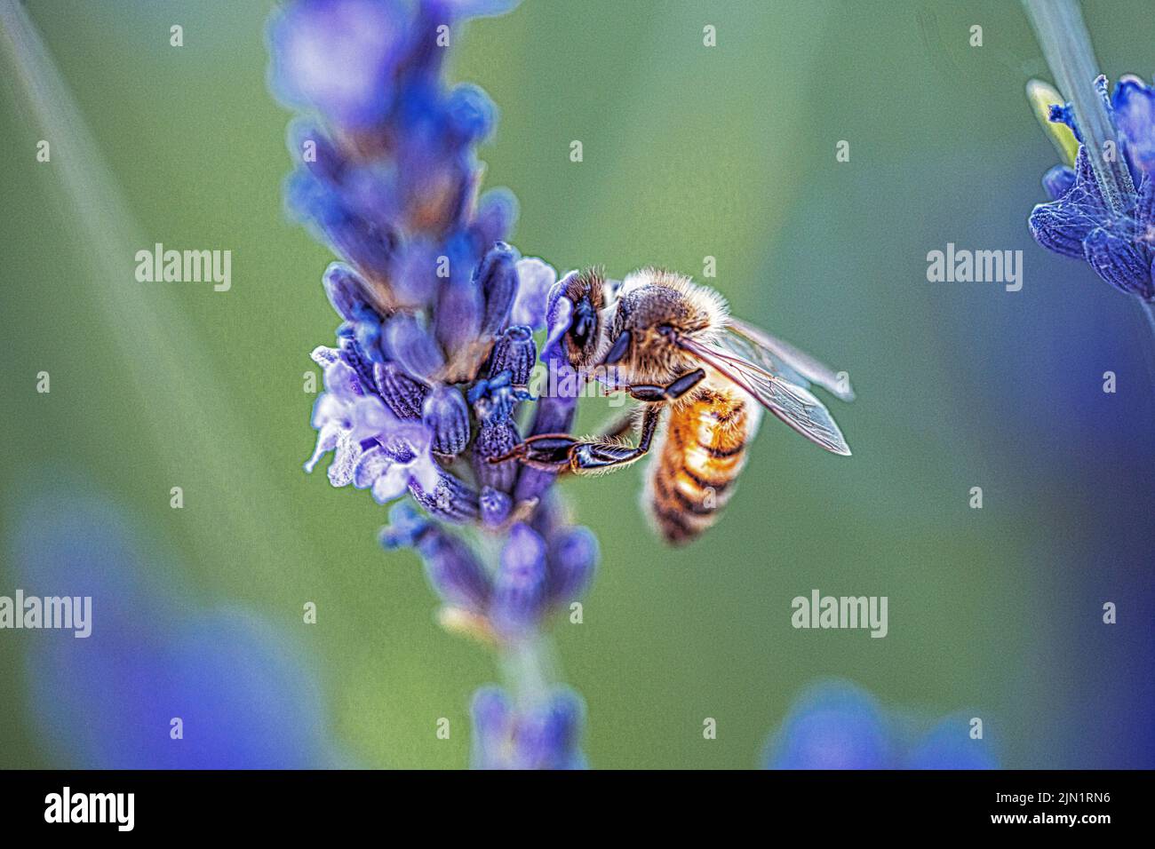 Washington's State Lavender fields micro farming Stock Photo