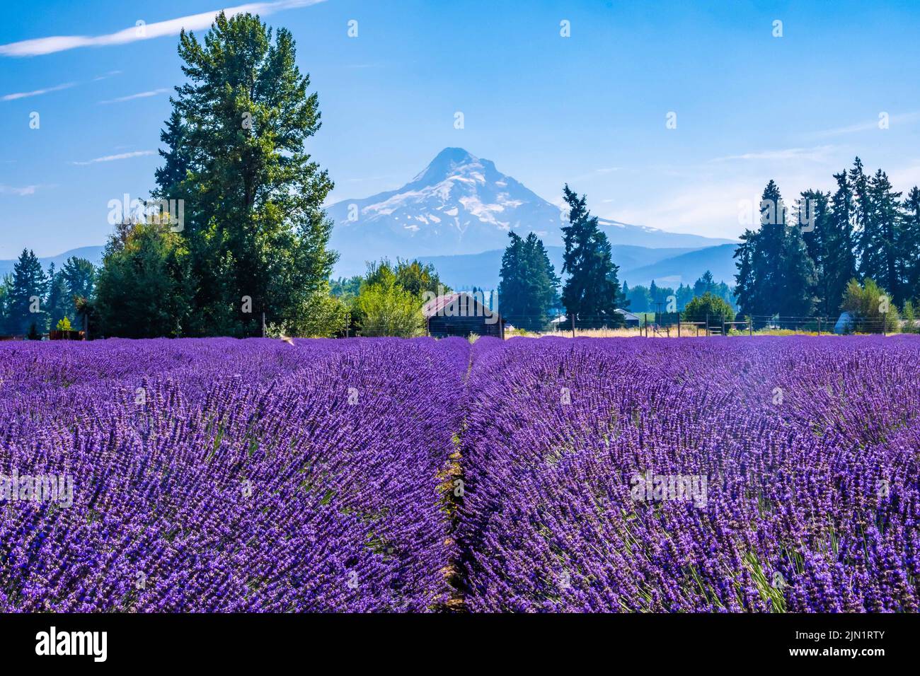 Beautiful Lavender fields in Mount Hood, Oregon Stock Photo Alamy