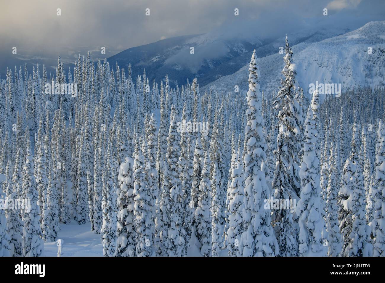 Alpen glow over forest covered in heavy snow in Revelstoke backcountry Stock Photo