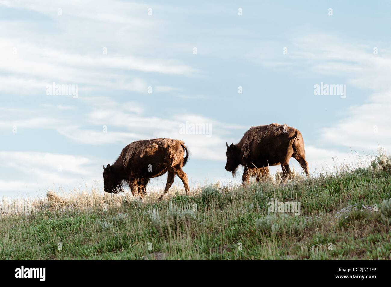 Bison Grazing in Hayden Valley, Yellowstone National Park Stock Photo
