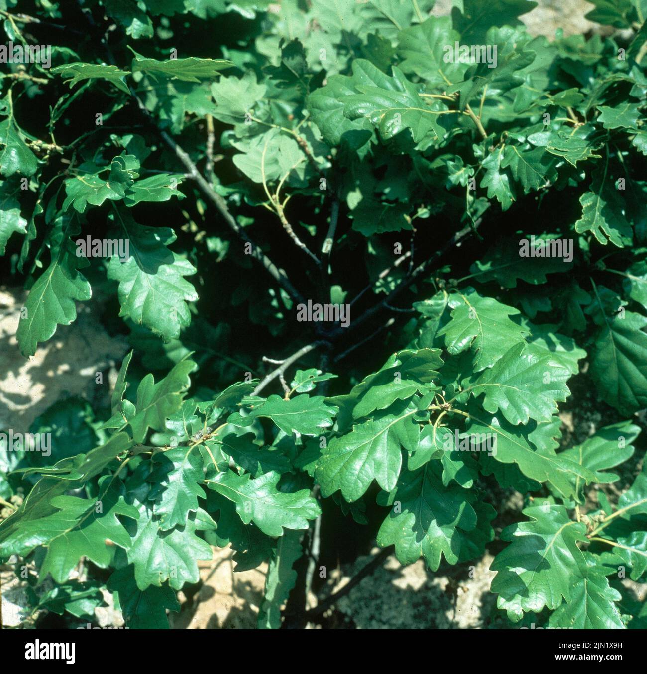 Hojas de roble hires stock photography