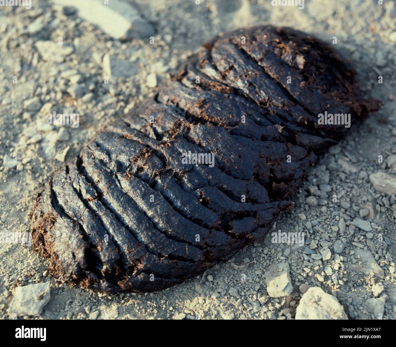 HECES CAPRINAS S visual data 2