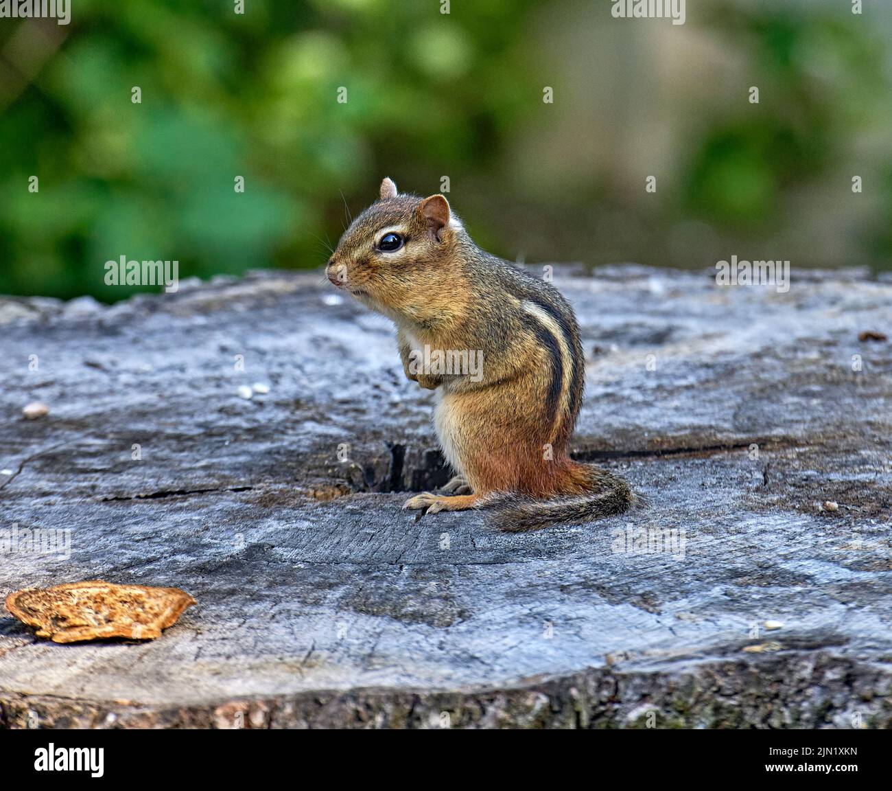 Eastern chipmunk, the largest of the chipmunks. Seen here sitting up on a stump. Stock Photo