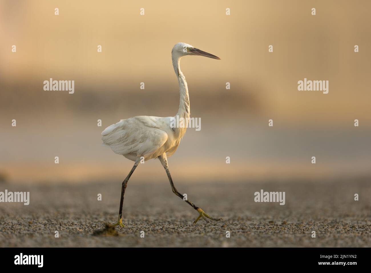 Little Egret (Egretta Garzetta) walking on wetland, Bahrain Stock Photo
