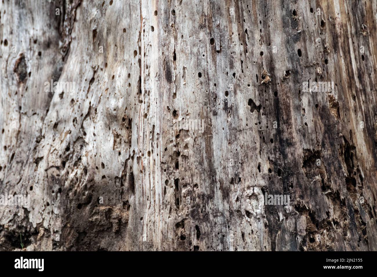 Tree trunk damaged, eaten by borer insects, close-up view. Tree with holes pattern, surface details Stock Photo