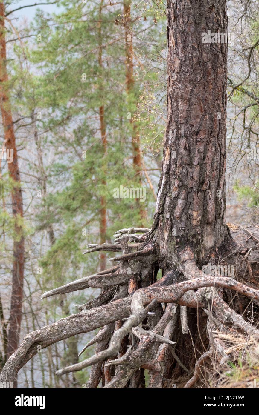 Pine tree trunk with big roots growing on hill edge in evergreen forest. Wild woodland scenery Stock Photo