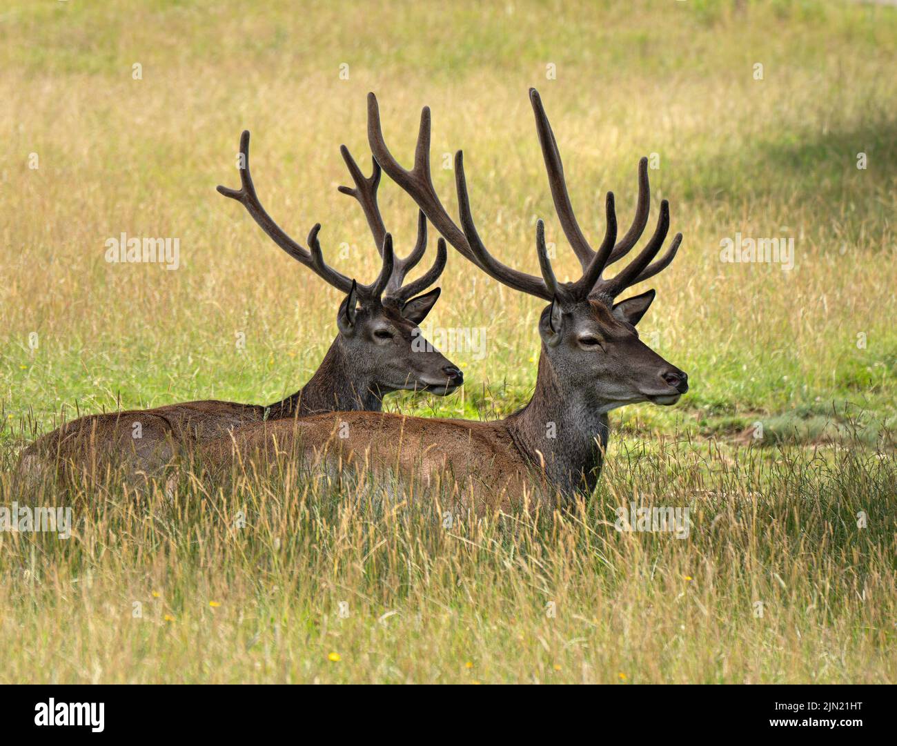 Two red deer lying in the tall grass Stock Photo