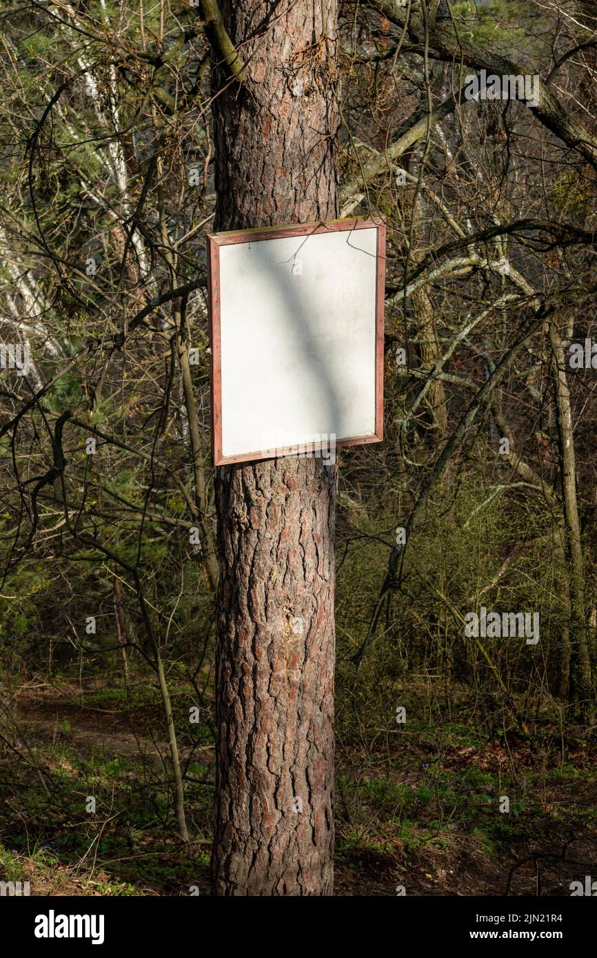 Blank white sign board on pine tree trunk in sunny spring forest ...