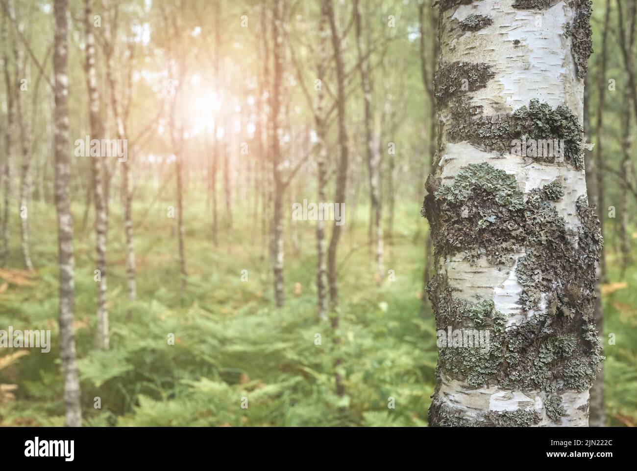 Close up picture of a birch tree trunk, color toning applied, selective focus. Stock Photo