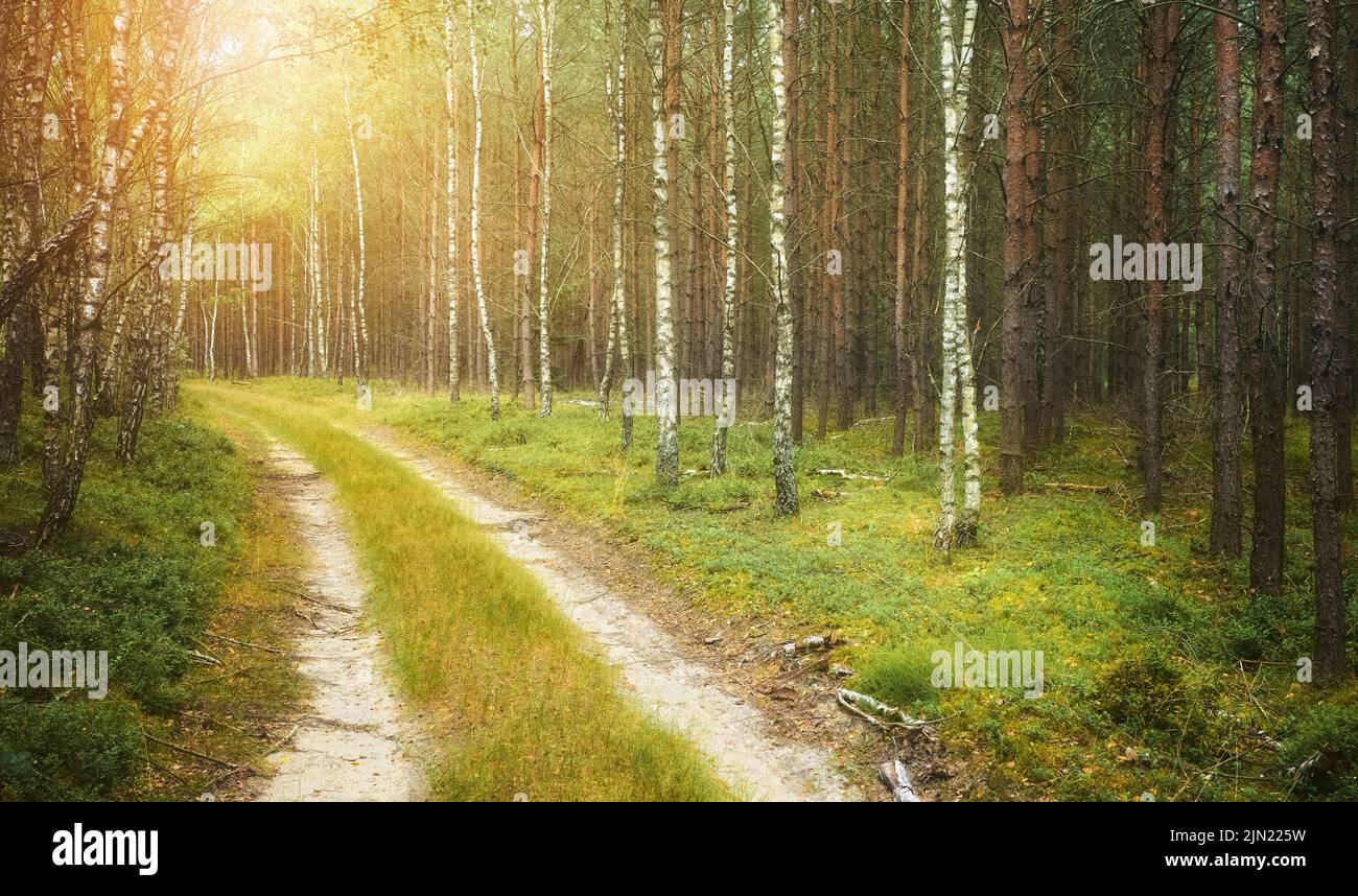 Dirt road in a forest, color toning applied. Stock Photo