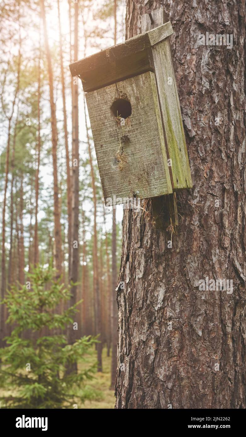 Close up picture of a birdhouse on a tree in forest, selective focus. Stock Photo