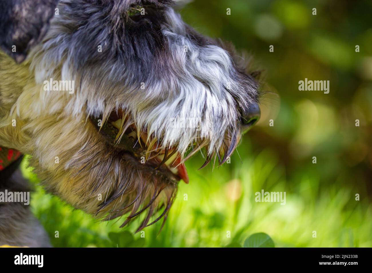 what dog group is the schnauzer in