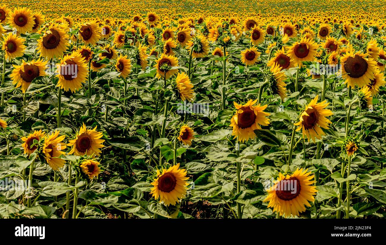 Field of Sunflowers Stock Photo Alamy