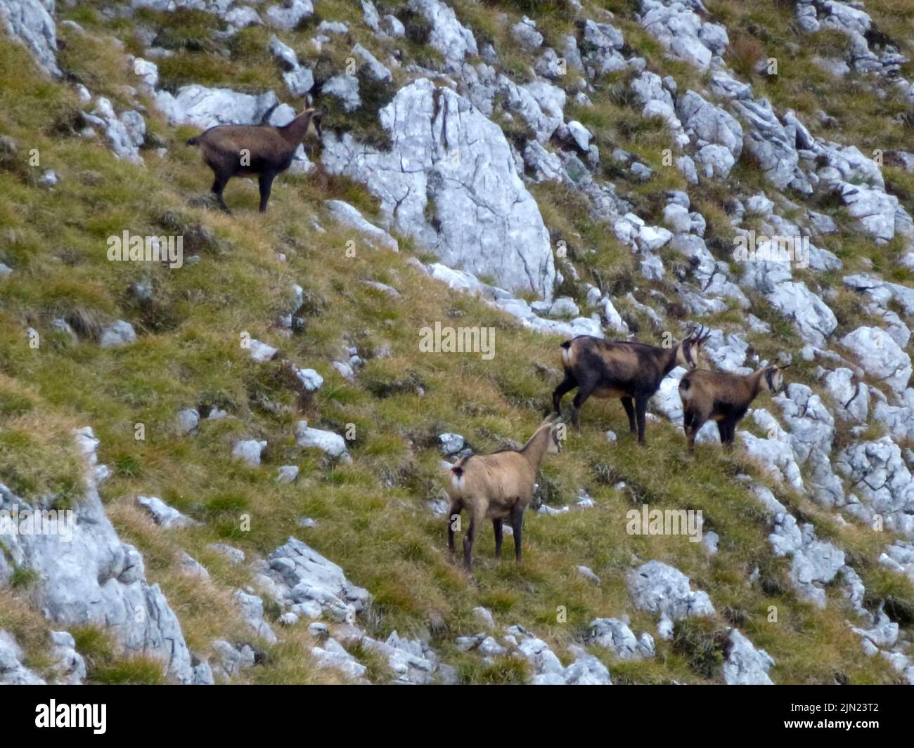 Herd of chamois at Hackenkopfe mountains, Wilder Kaiser, Tyrol, Austria Stock Photo
