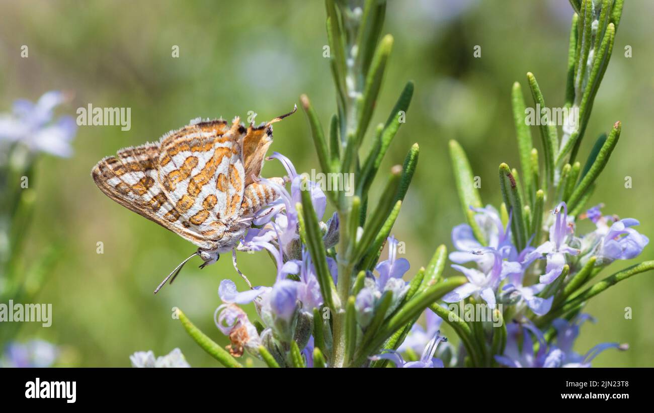 Tawny Silverline butterfly (Cigaritis Acamas) on a Rosemary shrub (Salvia Rosmarinus) Stock Photo
