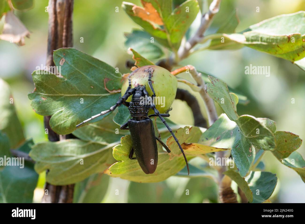Selective focus on Capricorn beetle (Cerambyx Dux) on hawthorn tree Stock Photo