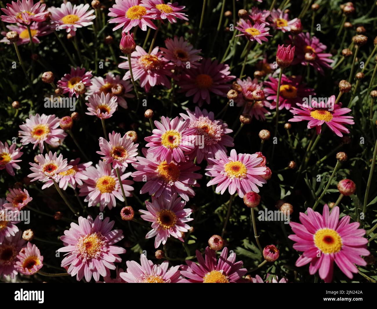 A beautiful shasta daisy flowers of several shades of pink under the