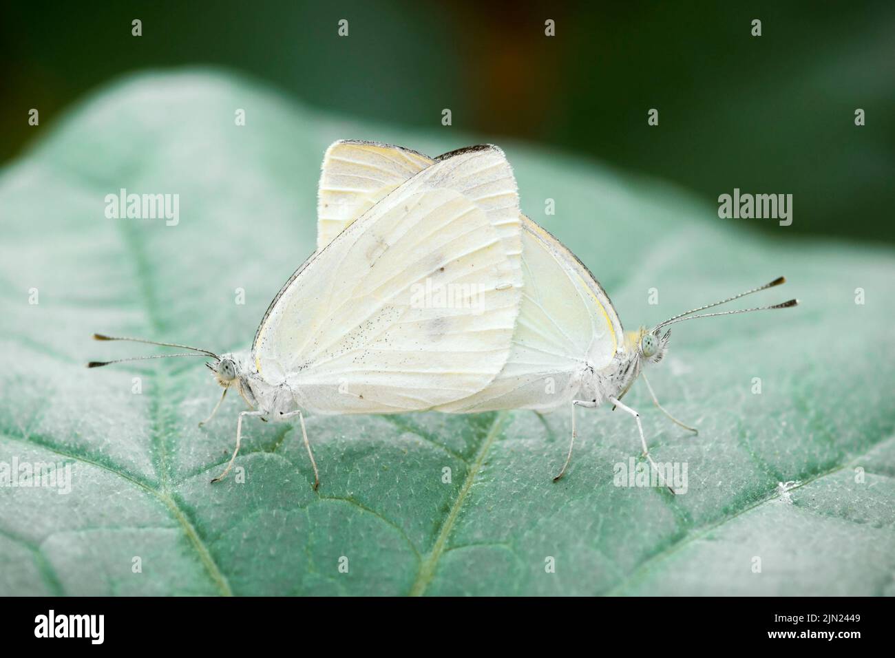 Copulating pair of cabbage white butterflies mating (Pieris Rapae) on armenian cucumber plant (Cucumis melo var. flexuosus) Stock Photo