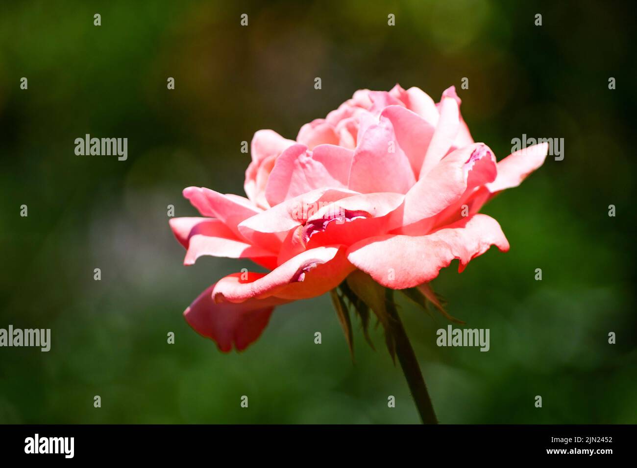 Pink Roses Greece Flowering pink rose, Rotunda's gardens, Thessaloniki, Macedonia, North ...