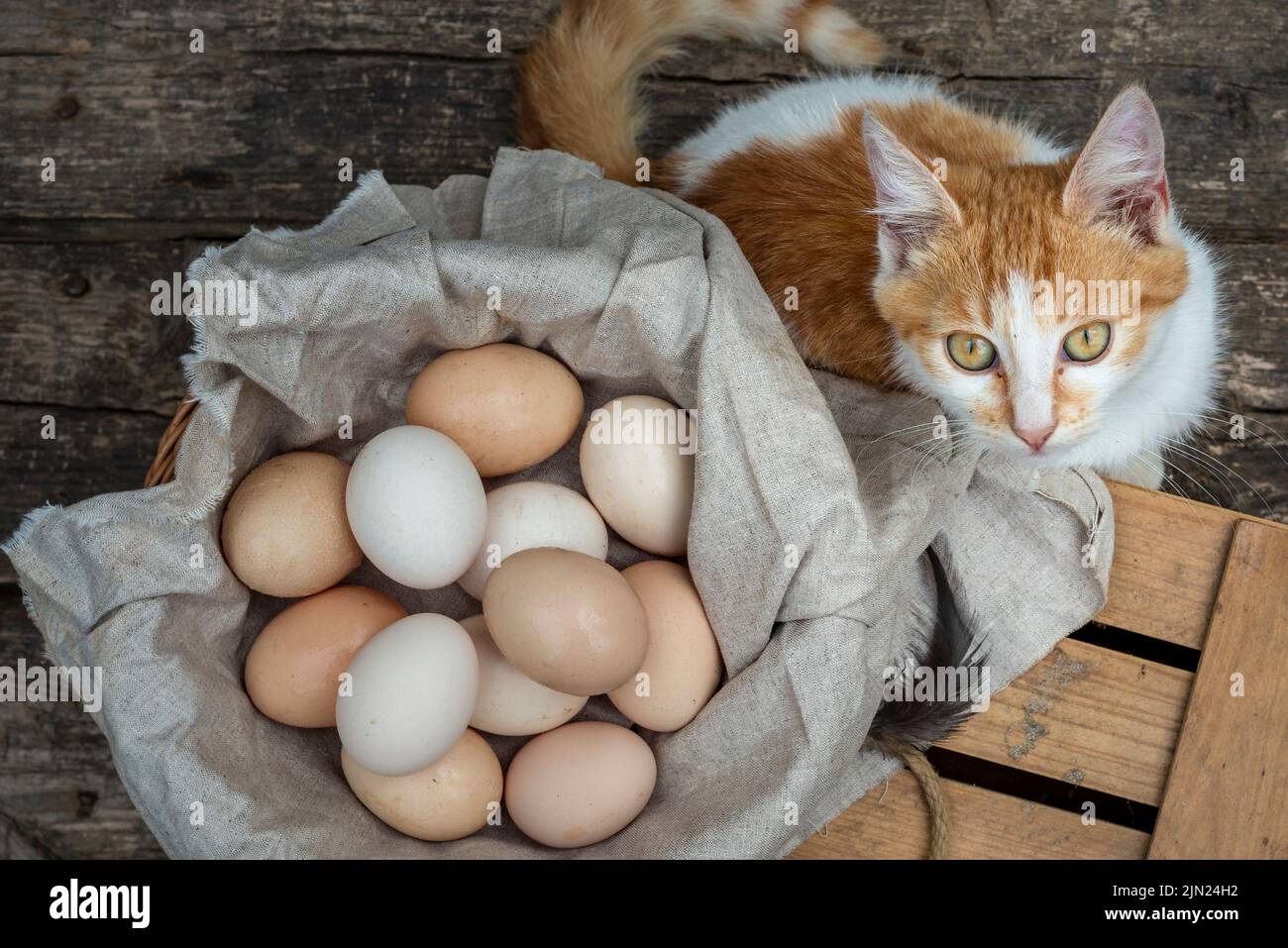 cat looking camera, organic eggs wooden table background Food Rustic Still Life sack bag wicker basket chicken feathers linen napkin countryside Inves Stock Photo