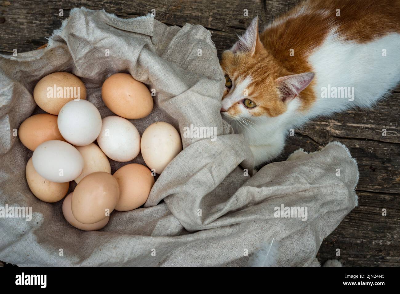 cat looking camera, organic eggs wooden table background Food Rustic Still Life sack bag wicker basket chicken feathers linen napkin countryside Inves Stock Photo