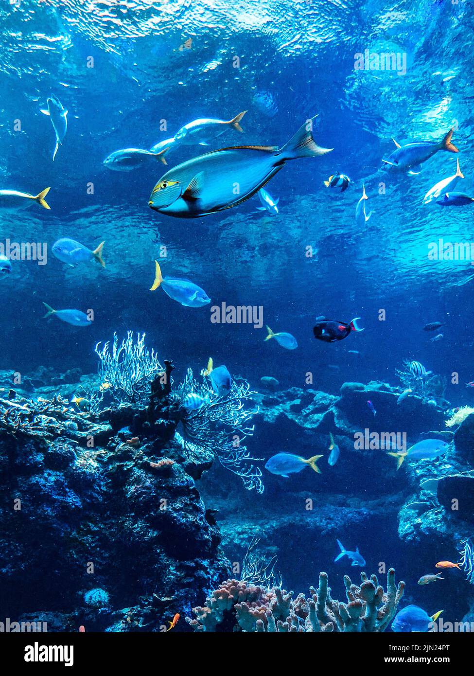 A vertical shot of Blue Tang fishes in an aquarium at the California