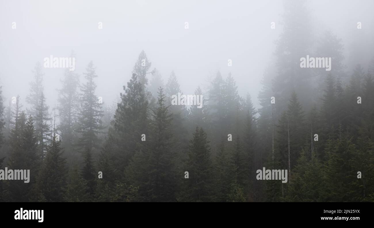 Green Trees in Foggy and Misty Rain Forest. Mullan Road Historical Park