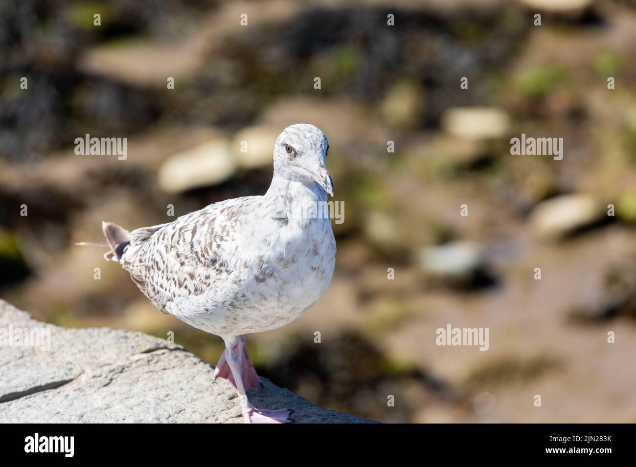 Juvenile Herring Gull, Larus argentatus, Swanage, Dorset, England Stock Photo