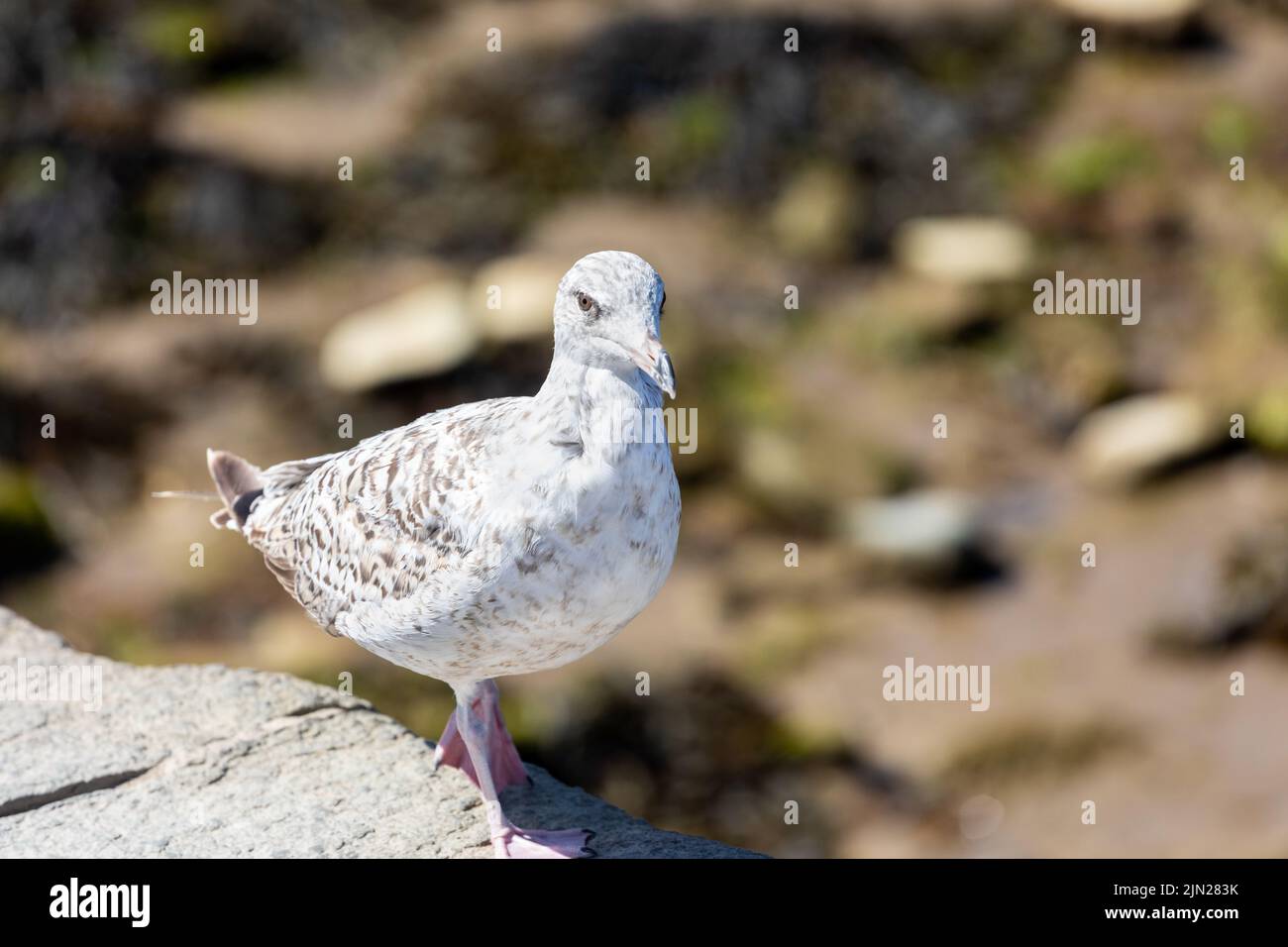 Young Herring Gull, Larus argentatus, Swanage, Dorset, England Stock Photo