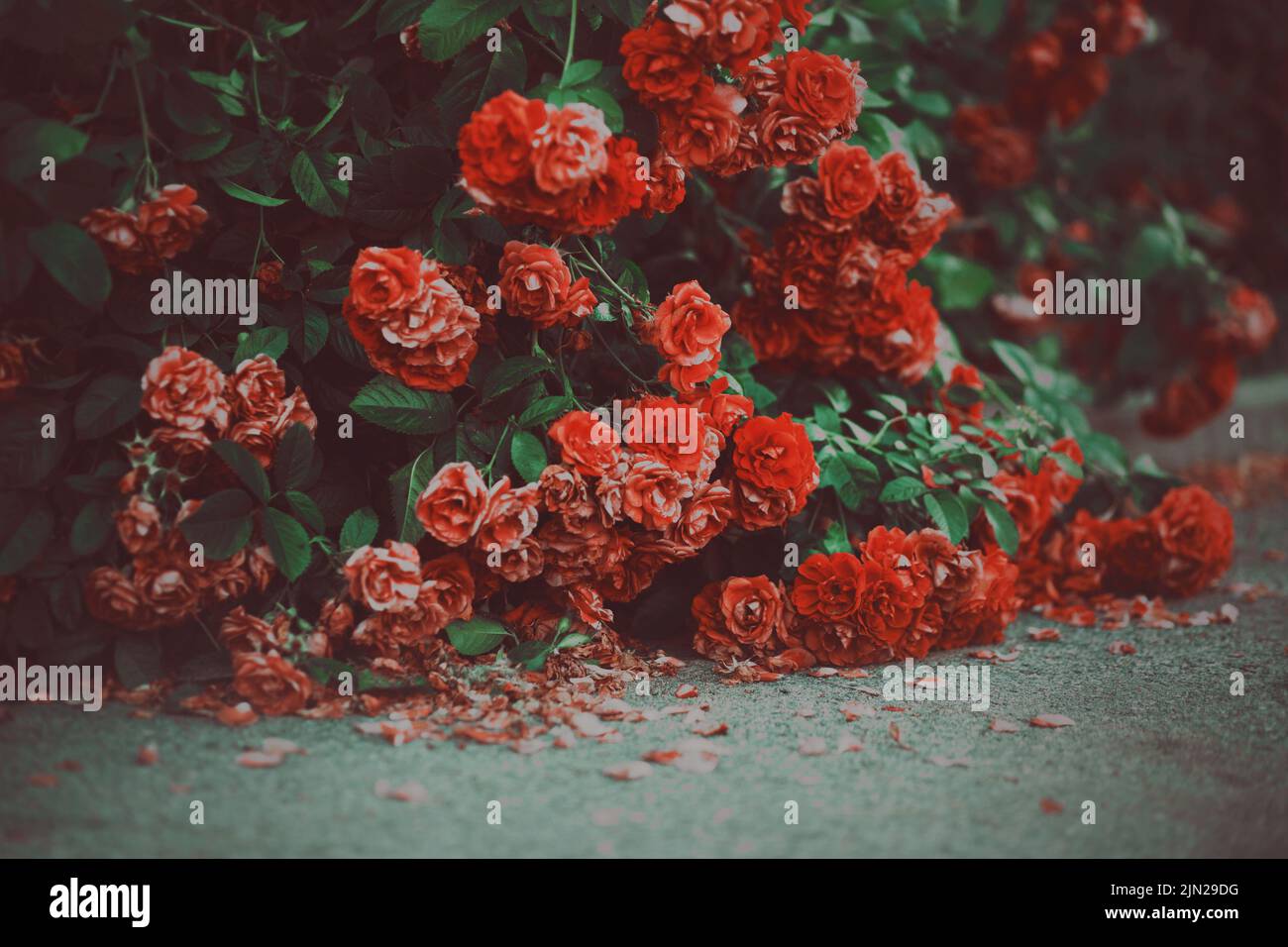 Falling Rose Petals Tumblr falling-rose-petals-tumblr
