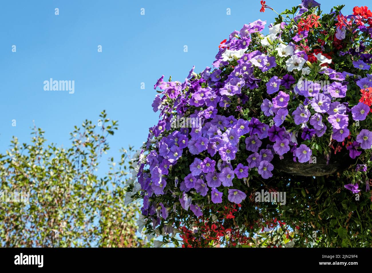 Dorking, Surrey Hills, London UK, July 07 2022, Colourful Summer Flowers In Hanging Baskets Stock Photo